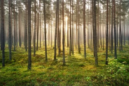 Mark: Seeing the forest